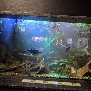 Catfish tank