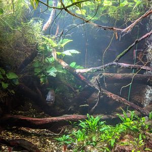 Red bellied Piranha tank