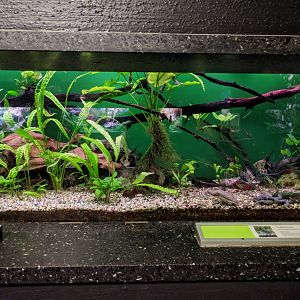 Severum and West African clawed froh tank