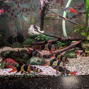 Boesemanns Rainbowfish and barb tank