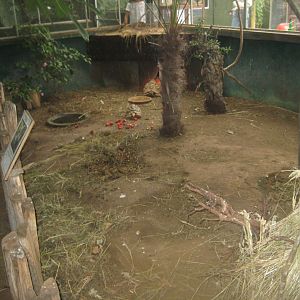 Nordsjællands Fuglepark - Tropical house - Tortoise exhibit