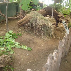 Nordsjællands Fuglepark - Tropical house - Tortoise exhibit