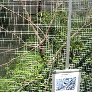Nordsjællands Fuglepark - Van der Decken's hornbill aviary