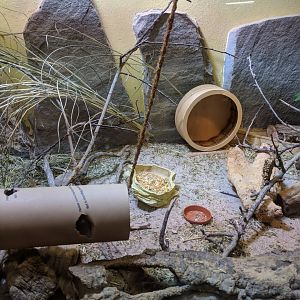 Mongolian gerbill Enclosure