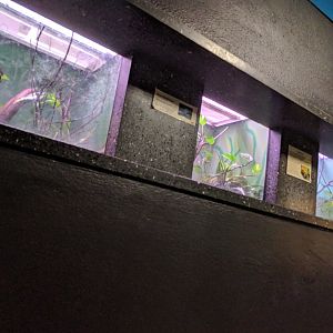 Poison Dart frog Terrariums