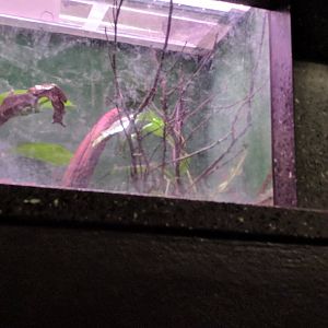 Blue Poison Dart frog Enclosure