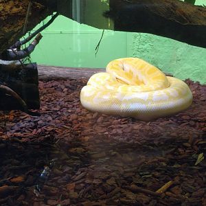 Albino burmese Python