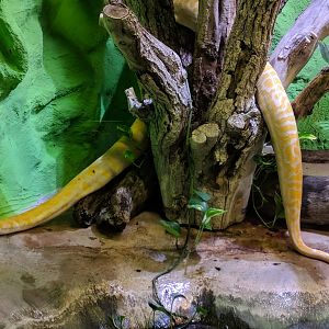 Albino burmese Python on the move