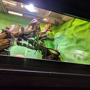 Burmese Python and yellow anaconda Enclosure