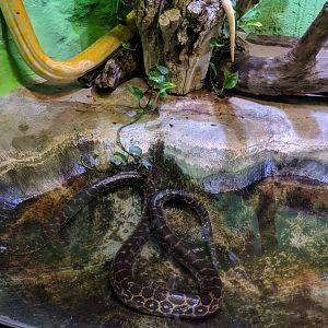 Yellow anaconda and Albino burmese Python