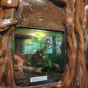 Bird Eating Spider tank