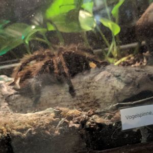 Brazilian Salomon pink Bird eater