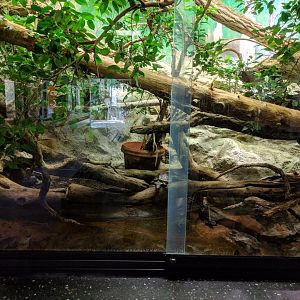 Green Iguana and Turtle Enclosure