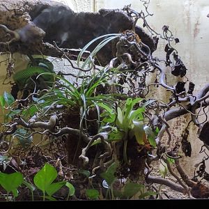 Snake Terrarium example