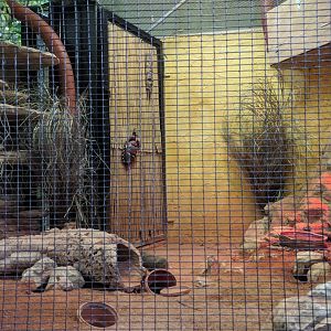 Dwarf Mongoose Enclosure