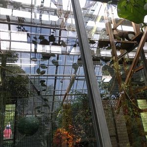 Tufted cappuchin Monkey Indoor Enclosure