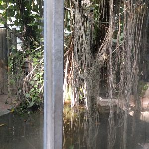 Spectaclet caiman Enclosure