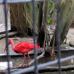 Scarlet Ibis