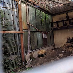 Northern bald ibis Aviary