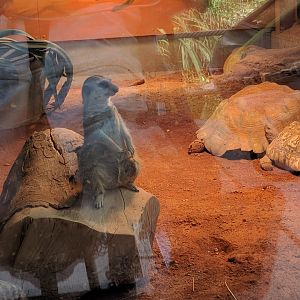 African spurred tortoise, Leopard Tortoise and Slender Tailed meerkat Indoor Enclosure