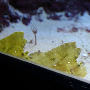 Leaf scorpionfish - Taenianotus triacanthus