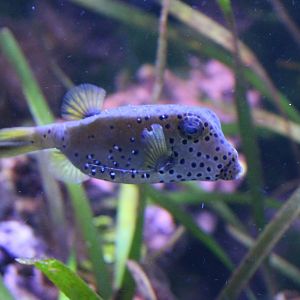 Yellow boxfish - Ostracion cubicus