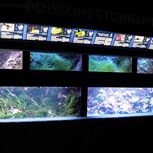 Rows of smaller marine-tanks