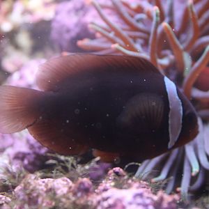 Amphiprion frenatus