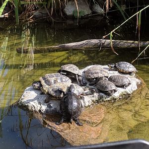 Red eared Slider Turtles, yellow eared Slider Turtles and European Pond Turtles