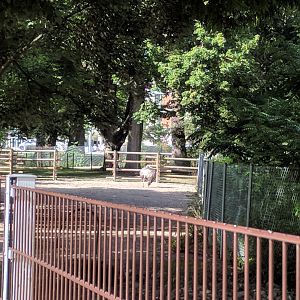 Alpaca, liama and Greater rhea Enclosure