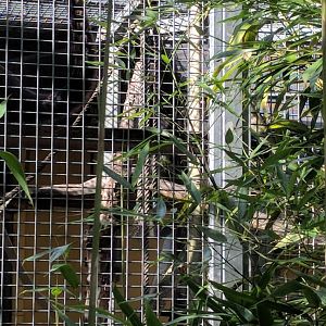 Brown Spider monkey Outdoor Enclosure