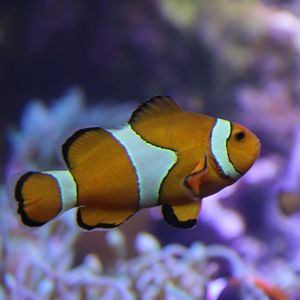 Amphiprion percula