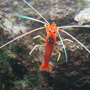 Scarlet cleaner shrimp - Lysmata debelius