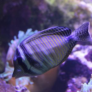 Zebrastoma desjardini