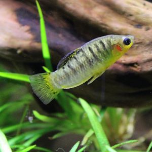 Tequila splitfin - Zoogoneticus tequila