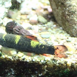 Panda garra - Garra flavatra