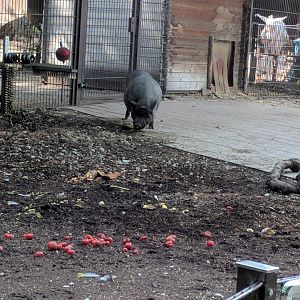 Domestic Pig Enclosure