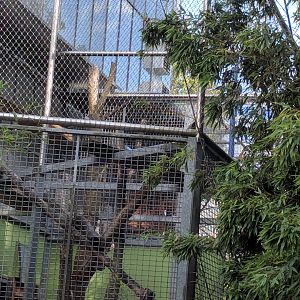 White handed gibbon outdoor Enclosure