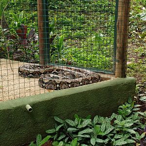 Reticulated pythom exhibit - Belo Horizonte zoo