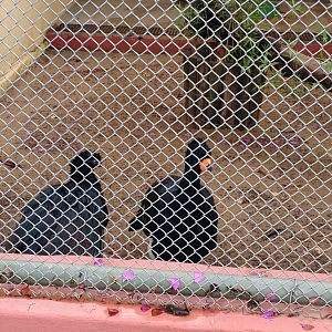 Curassow exhibit - Belo Horizonte zoo