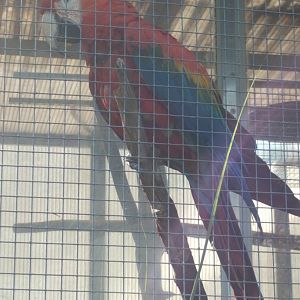 Macaw