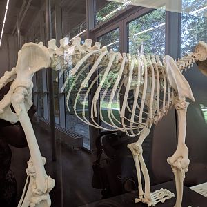 Susi the Last Brown Bear