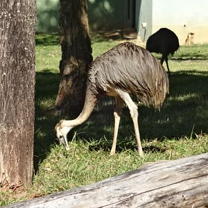 Grater rheas forraging - Belo Horizonte zoo