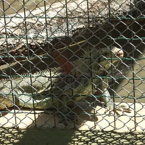 Green iguana - Belo Horizonte zoo