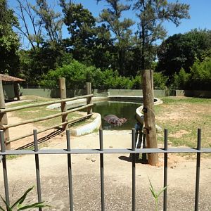 One of the two hippo exhibits - Belo Horizonte zoo