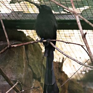 Racket-tailed treepie (Crypsirina temia)