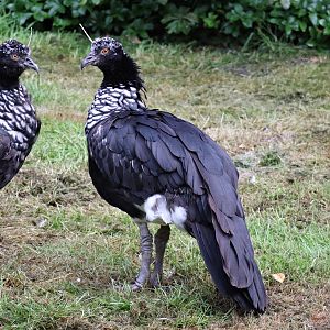 Horned screamer (Anhima cornuta)