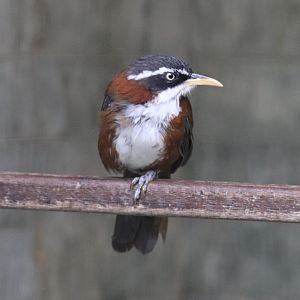 Chestnut-backed scimitar babbler (Pomatorhinus montanus)