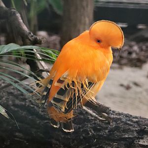 Guianan cock-of-the-rock (Rupicola rupicola)