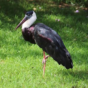 Woolly-necked stork (Ciconia episcopus)